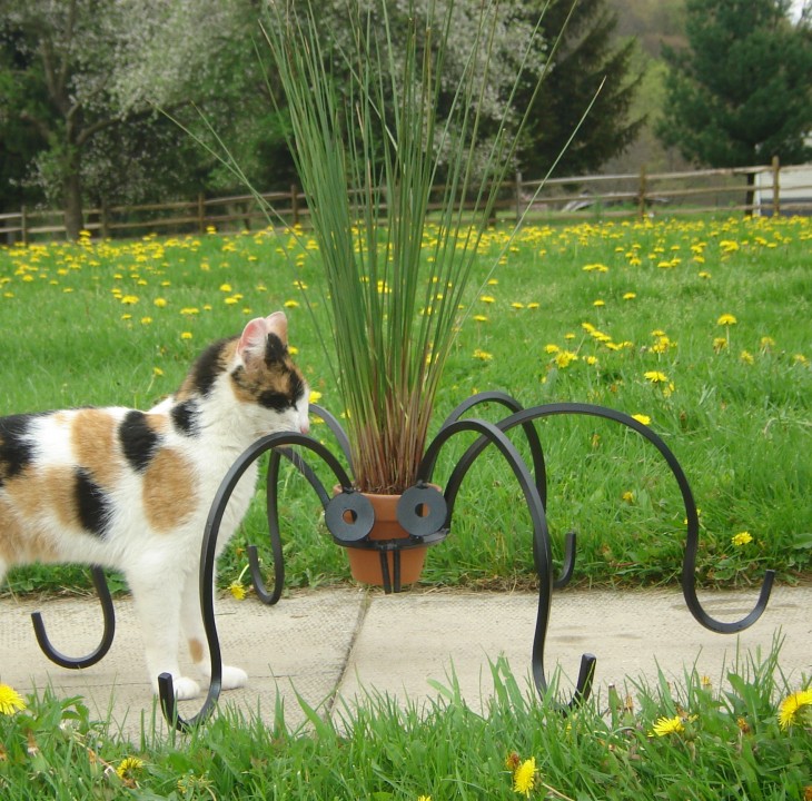 Insect Planter with Cat